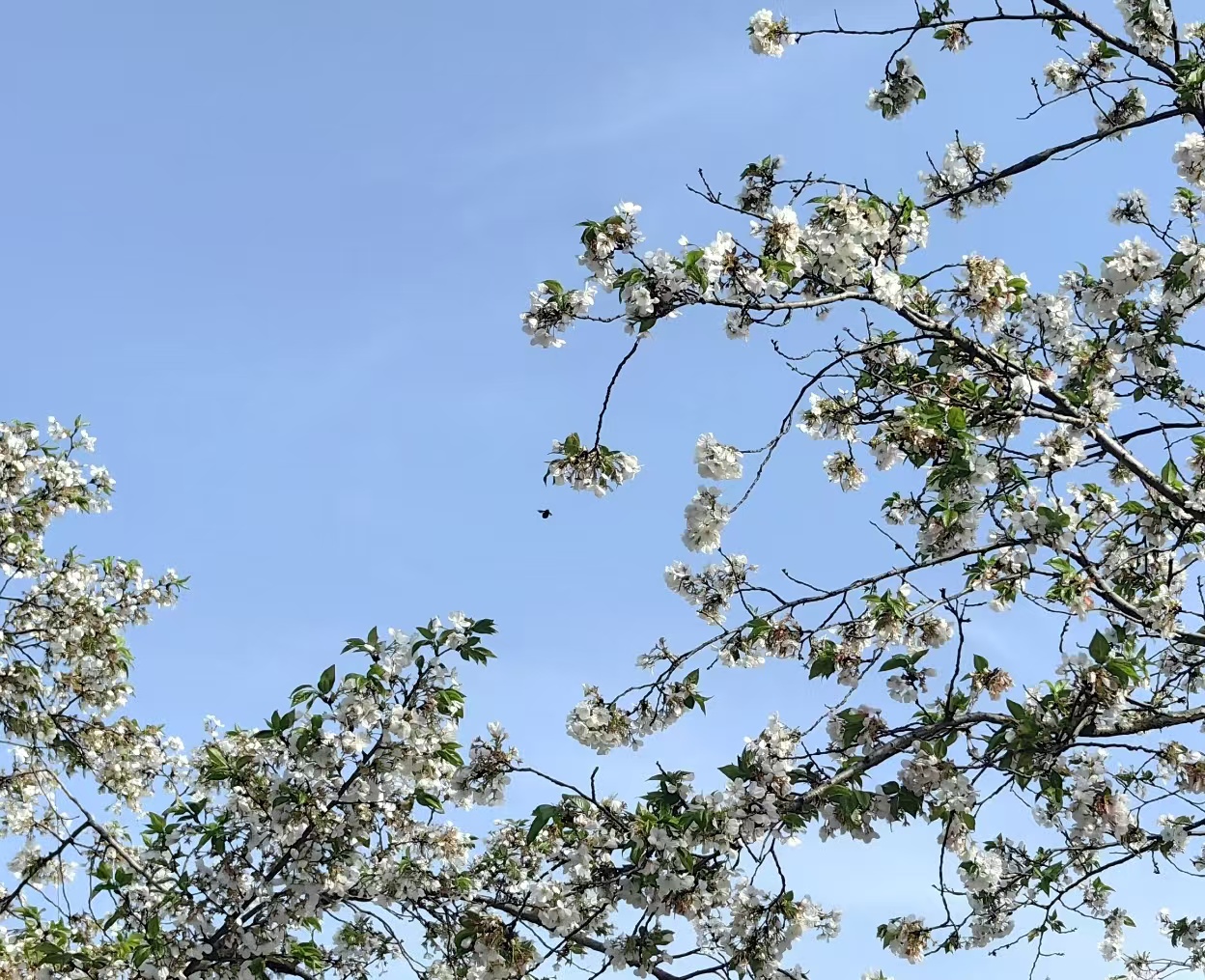 玄武湖春日花枝与蓝天